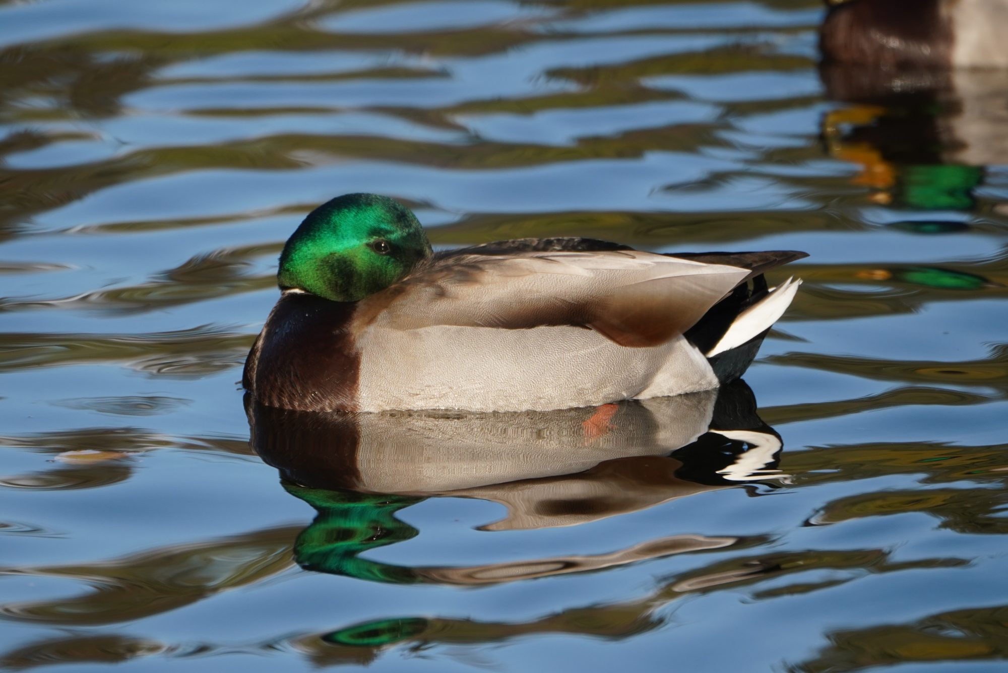 Mallard Duck