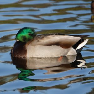 Mallard Duck