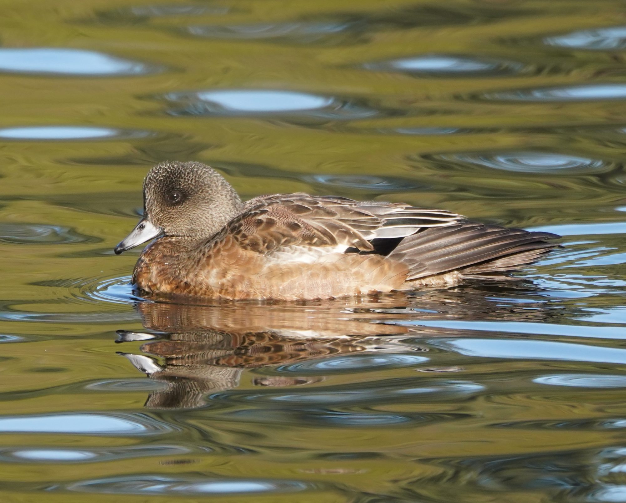 American Wigeon