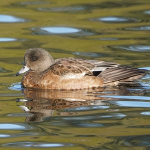 American Wigeon