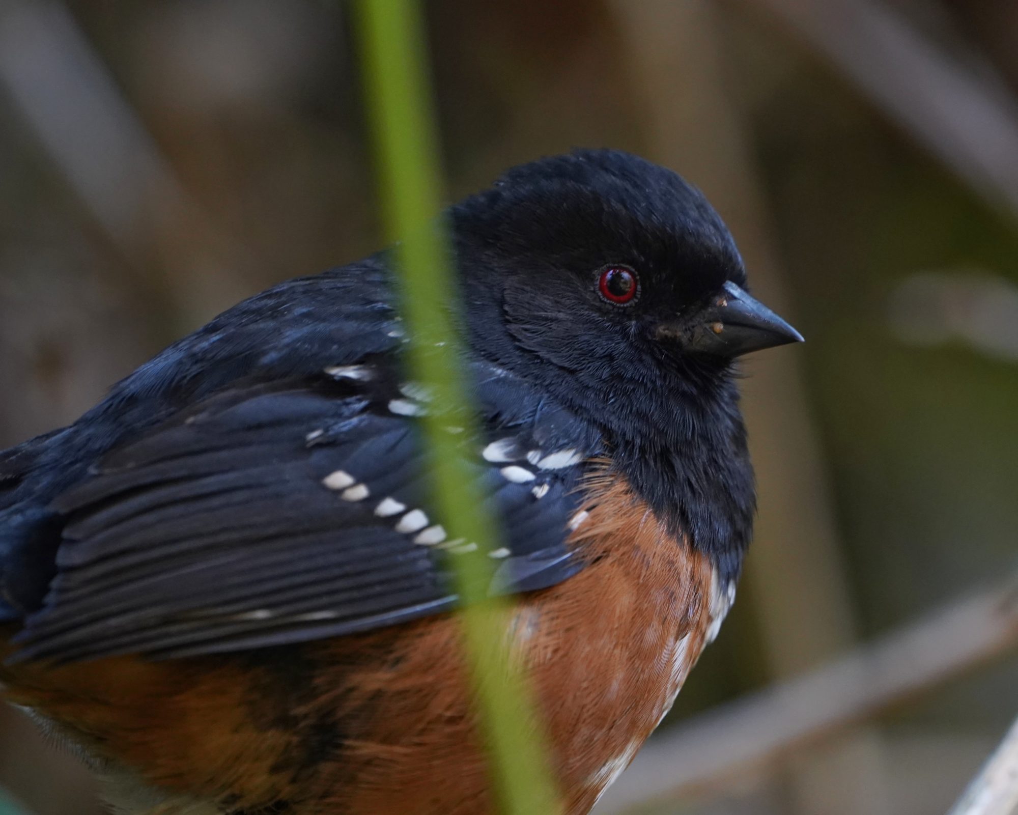 Spotted Towhee