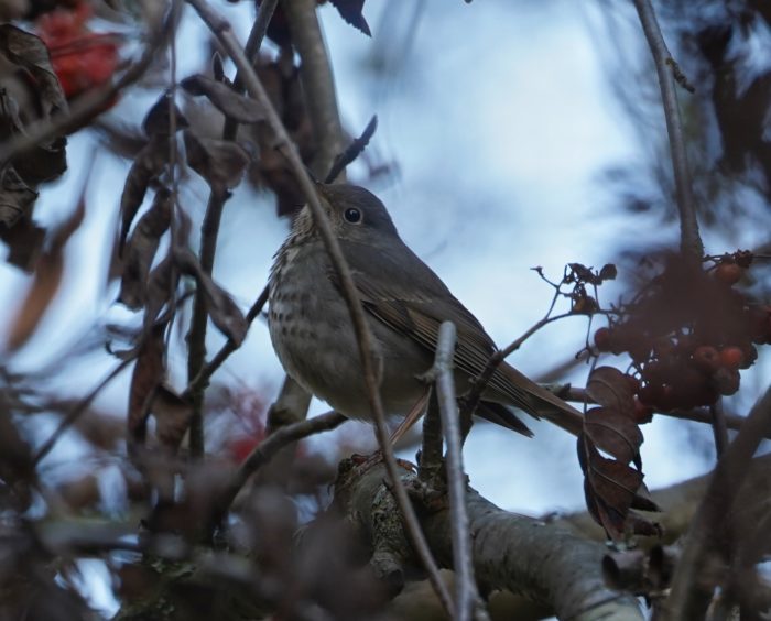 Hermit Thrush