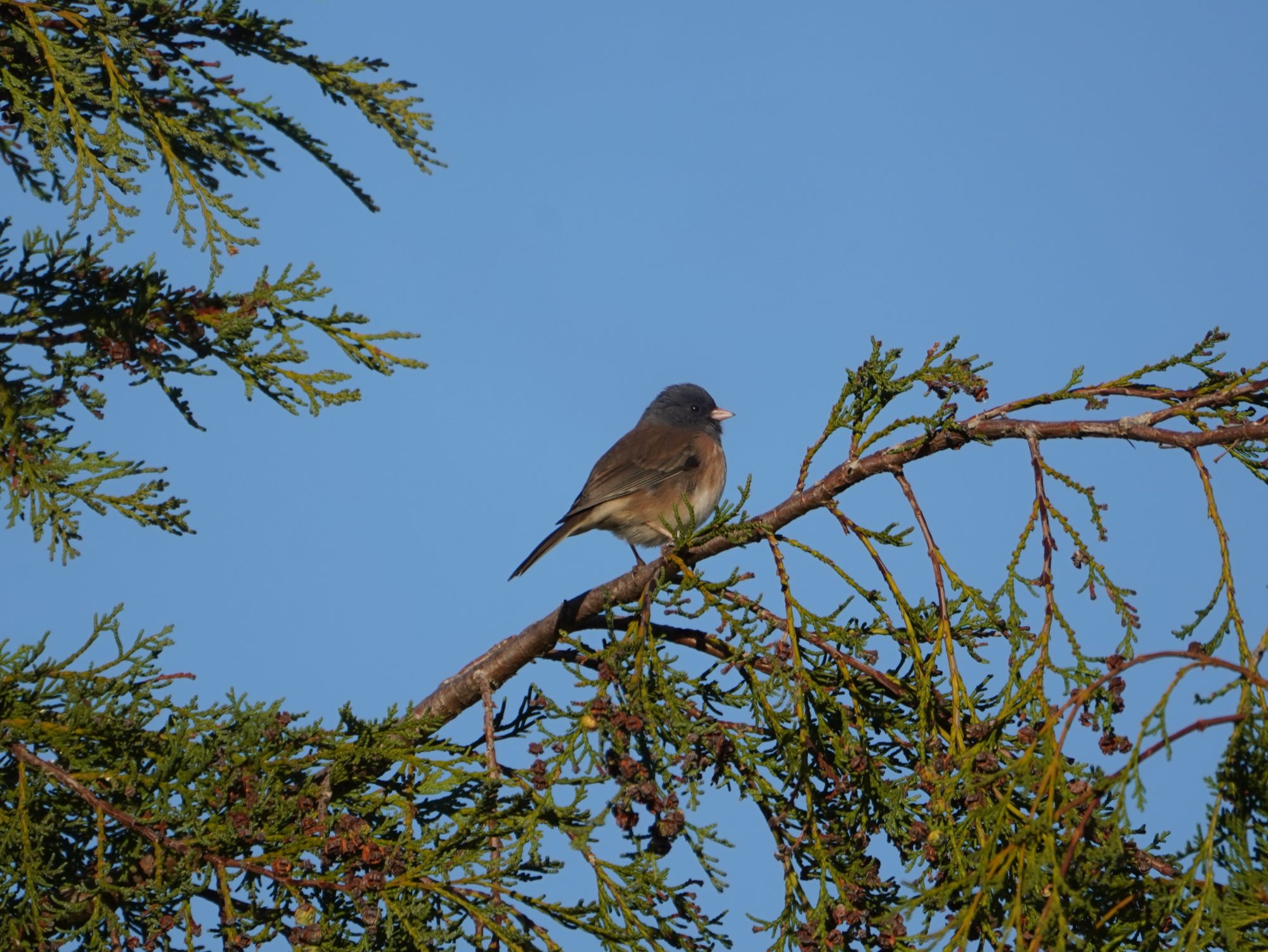 Dark-eyed Junco