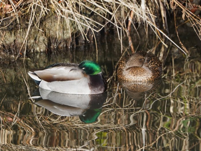 Napping Mallards