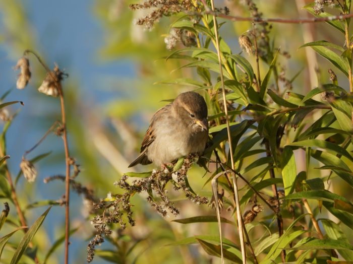 House Sparrow