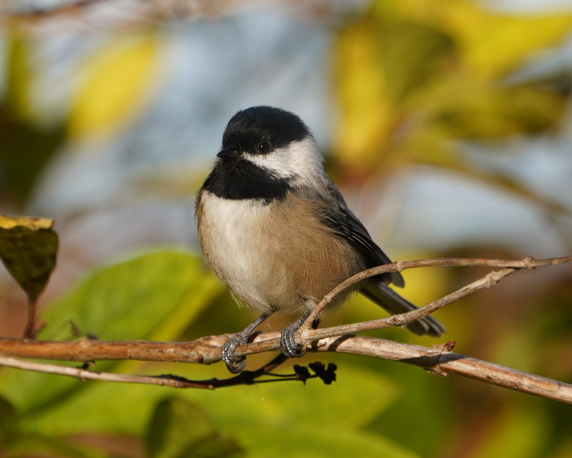 Black-capped Chickadee