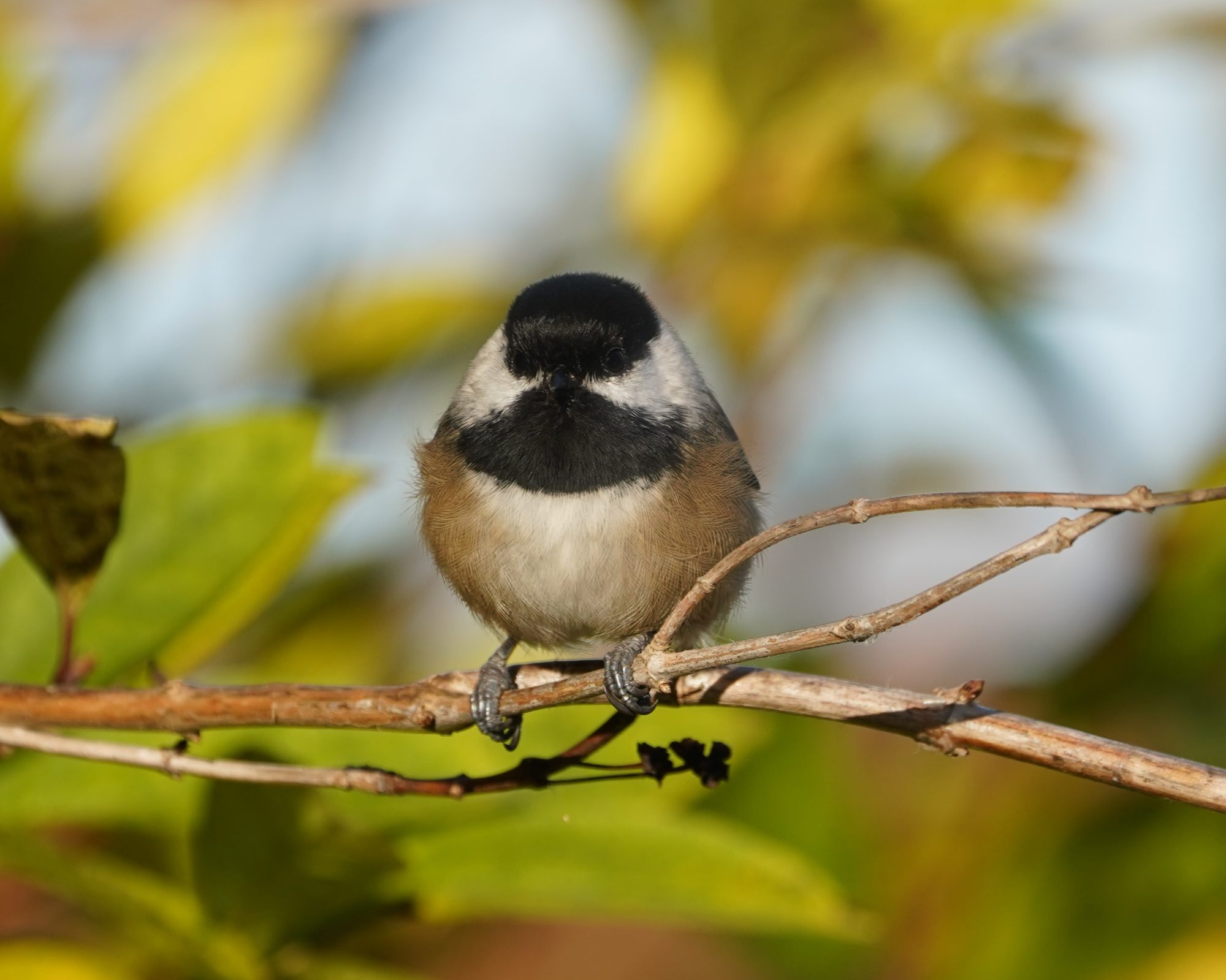 Black-capped Chickadee