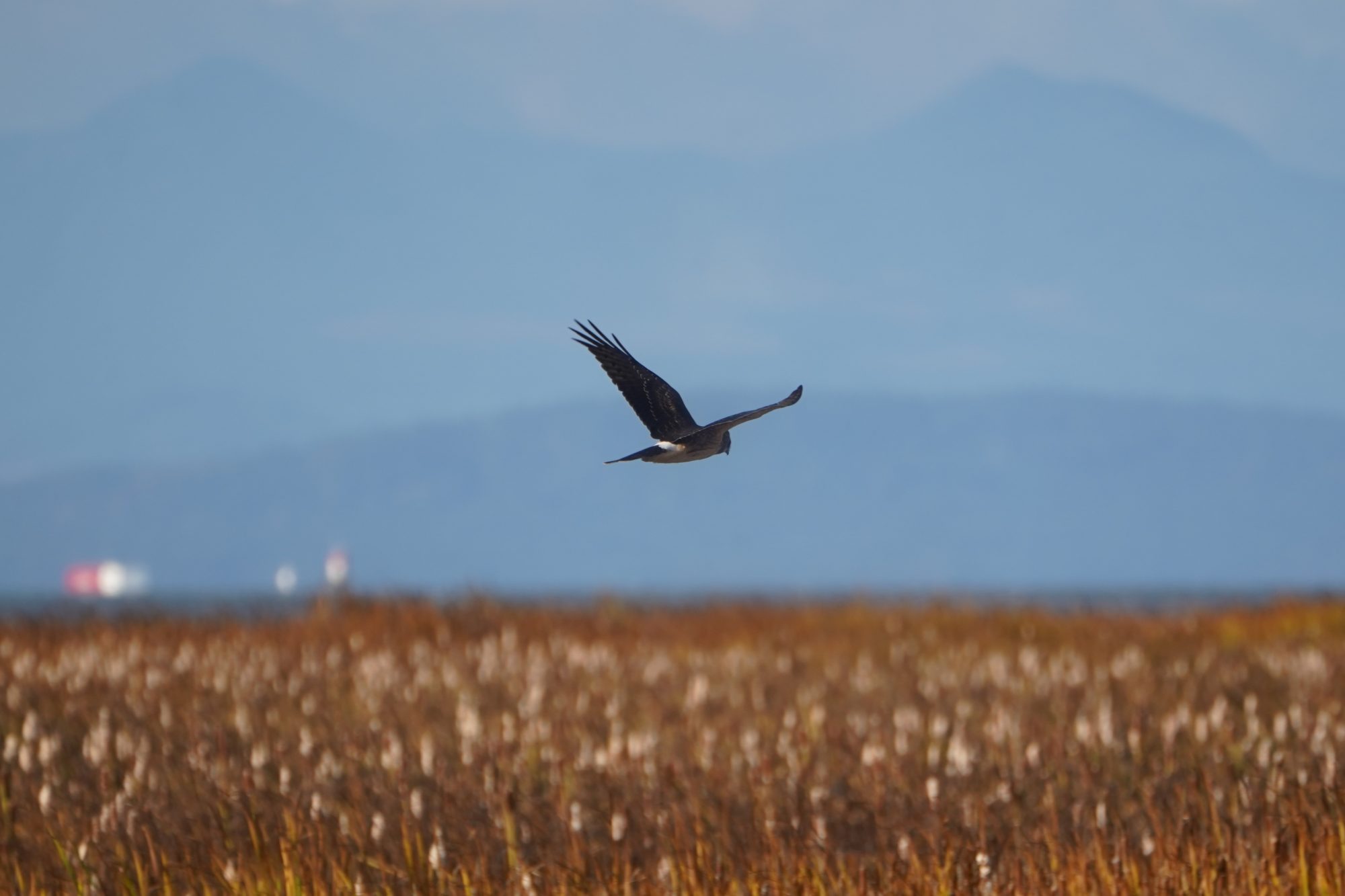 Northern Harrier