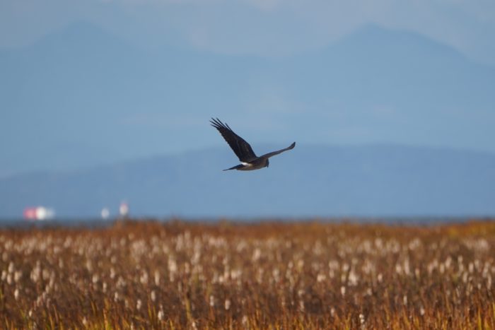 Northern Harrier