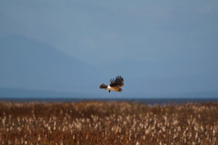 Northern Harrier