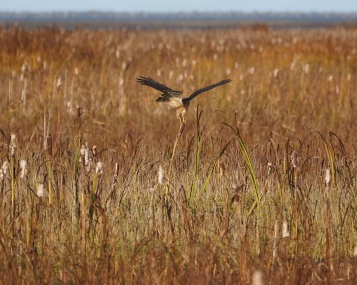 Northern Harrier