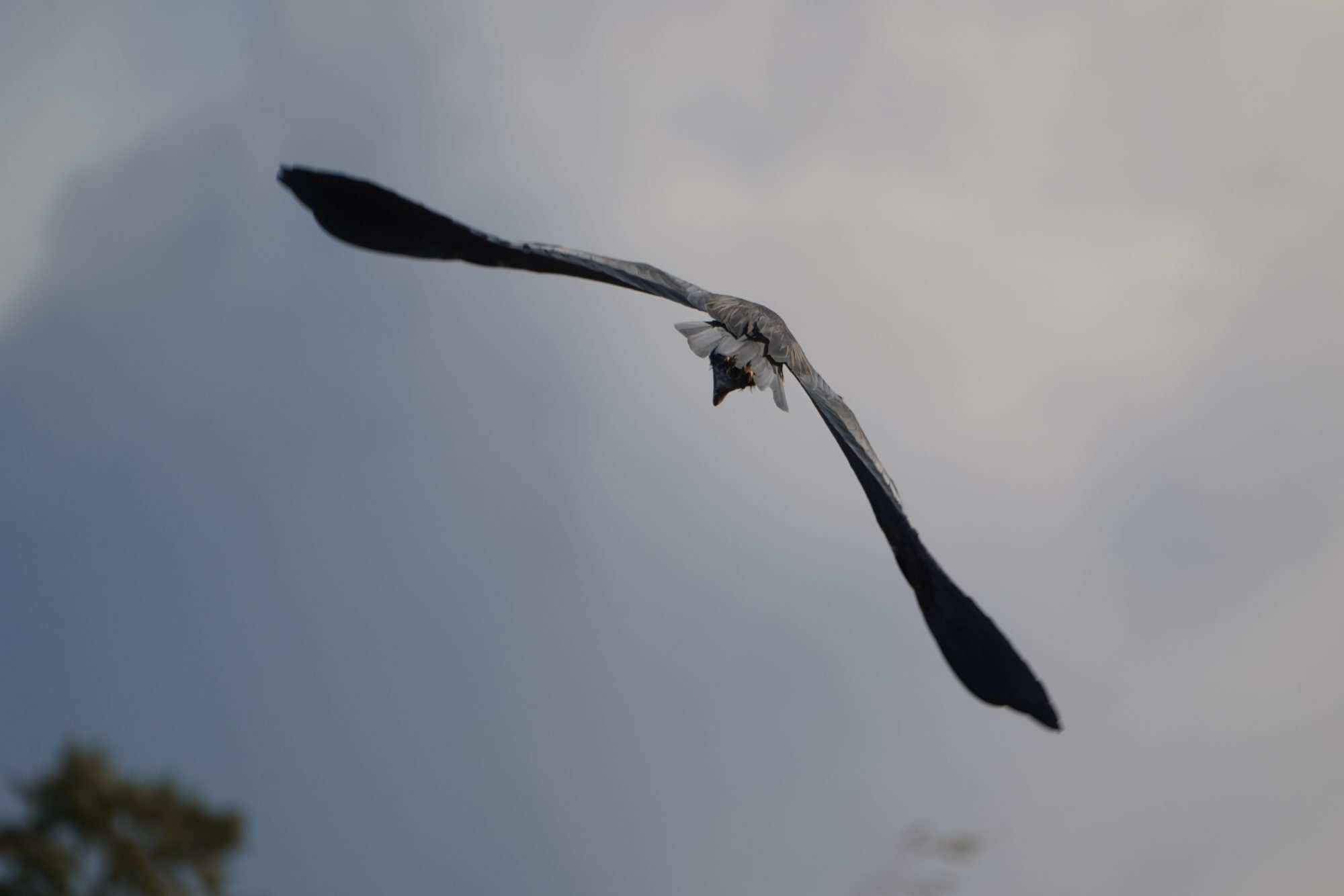 Great Blue Heron in flight