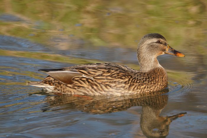 Mallard Duck