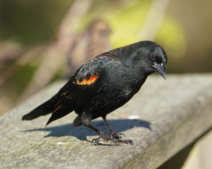 Red-winged Blackbird