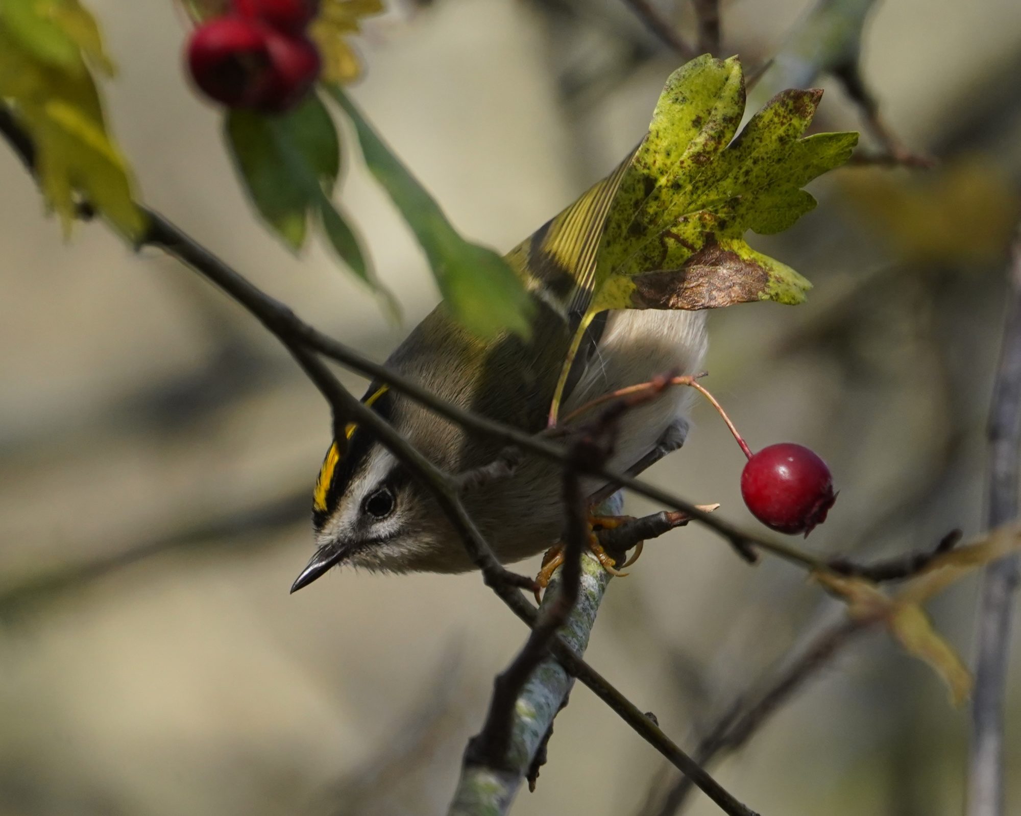 Golden-crowned Kinglet