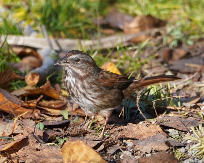 Song Sparrow