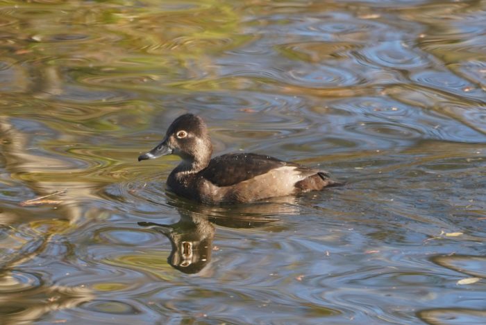 Ring-necked Duck