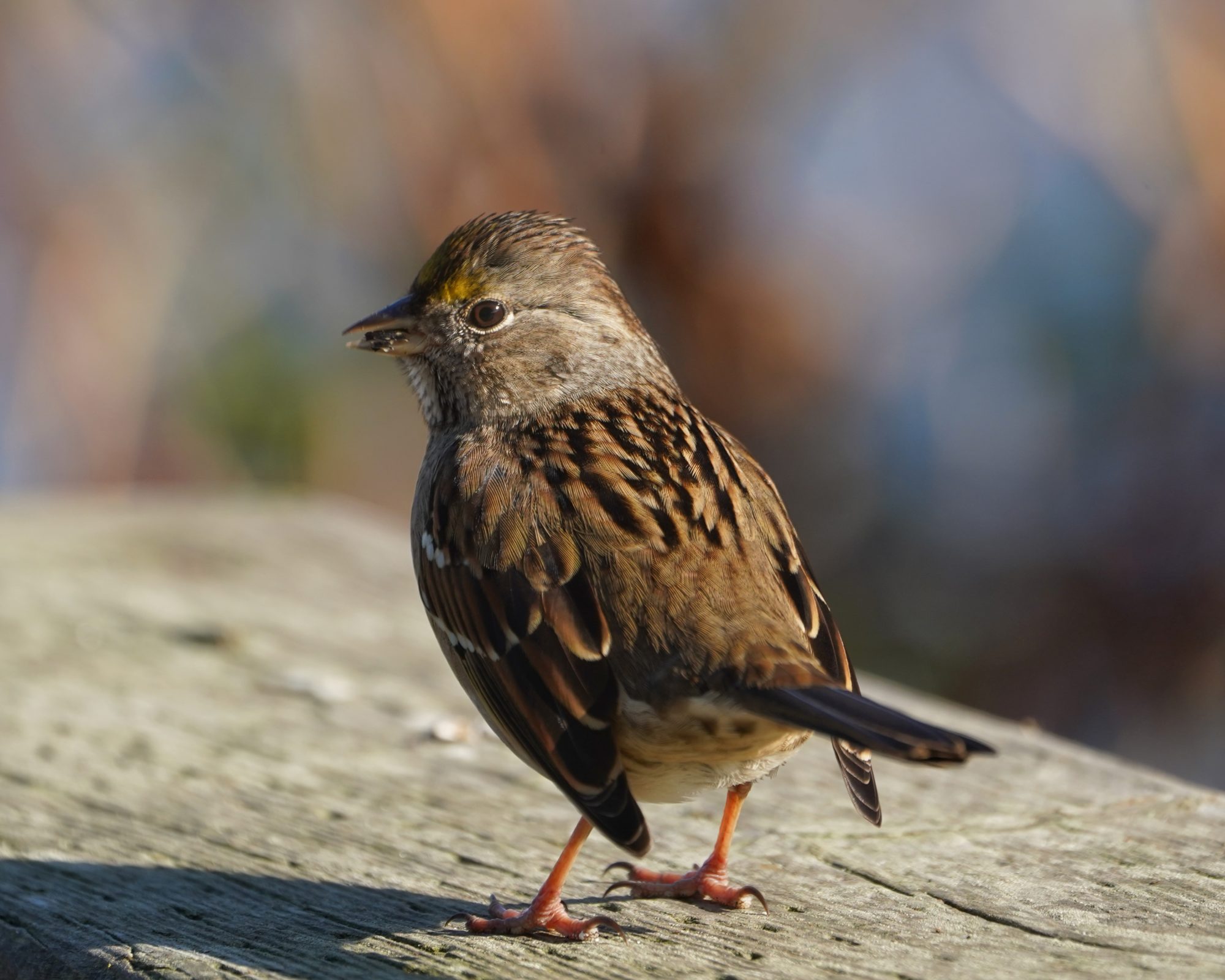 Golden-crowned Sparrow