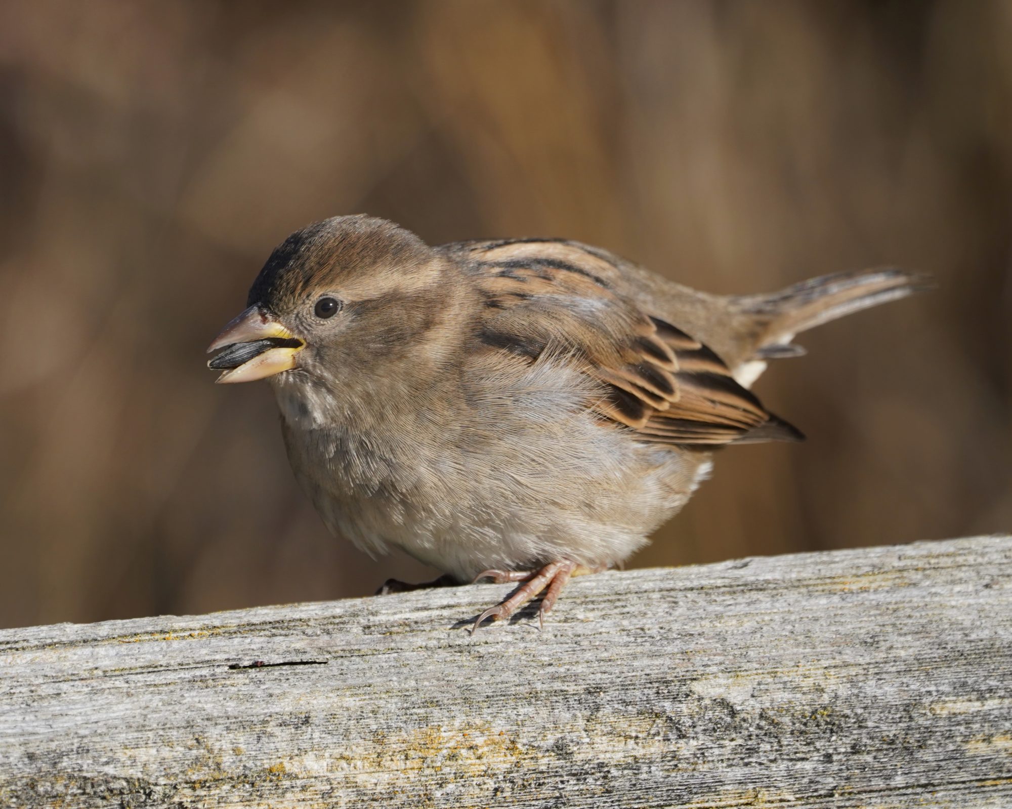 House Sparrow