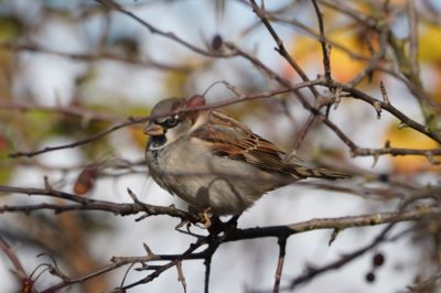 House Sparrow