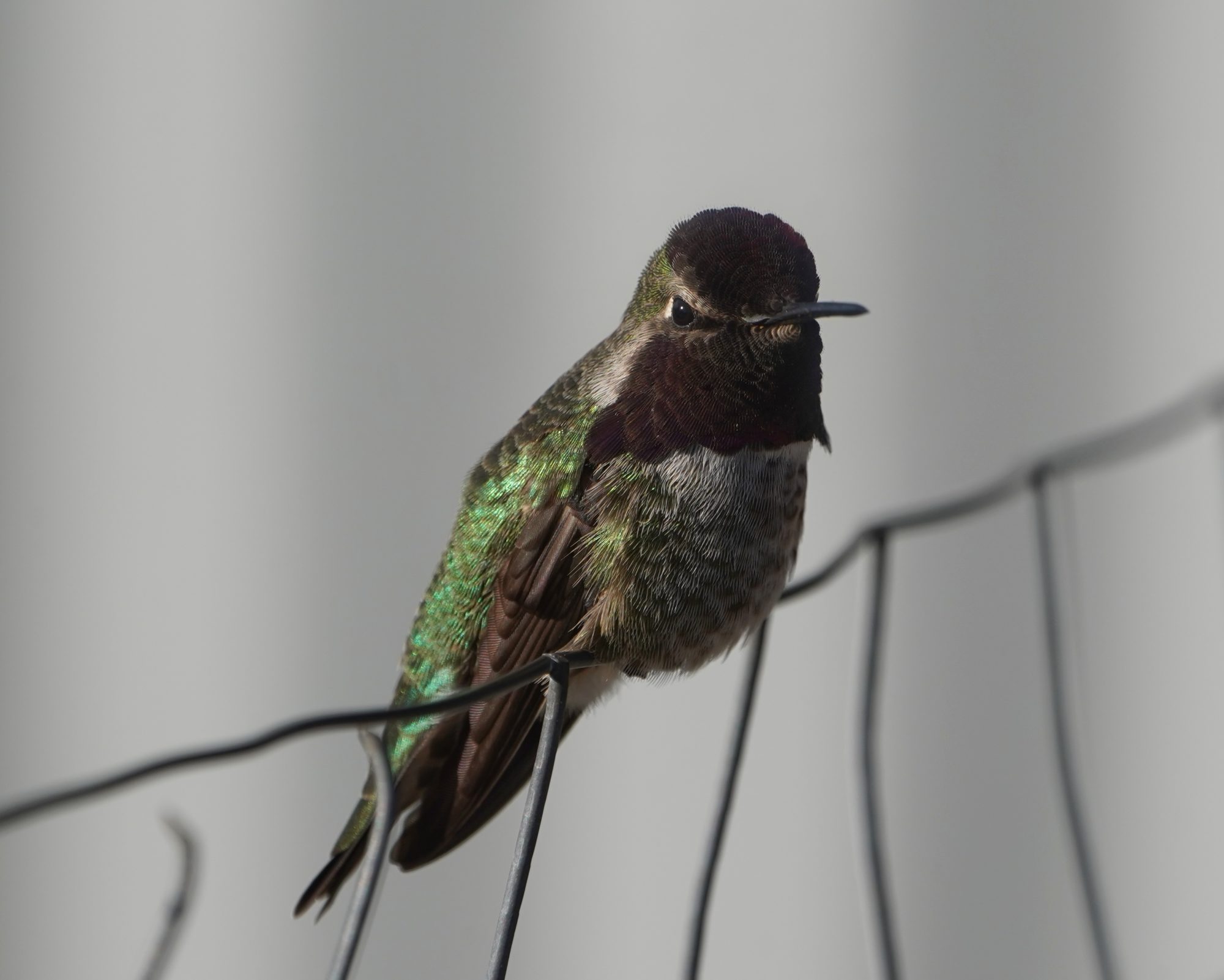 Anna's Hummingbird