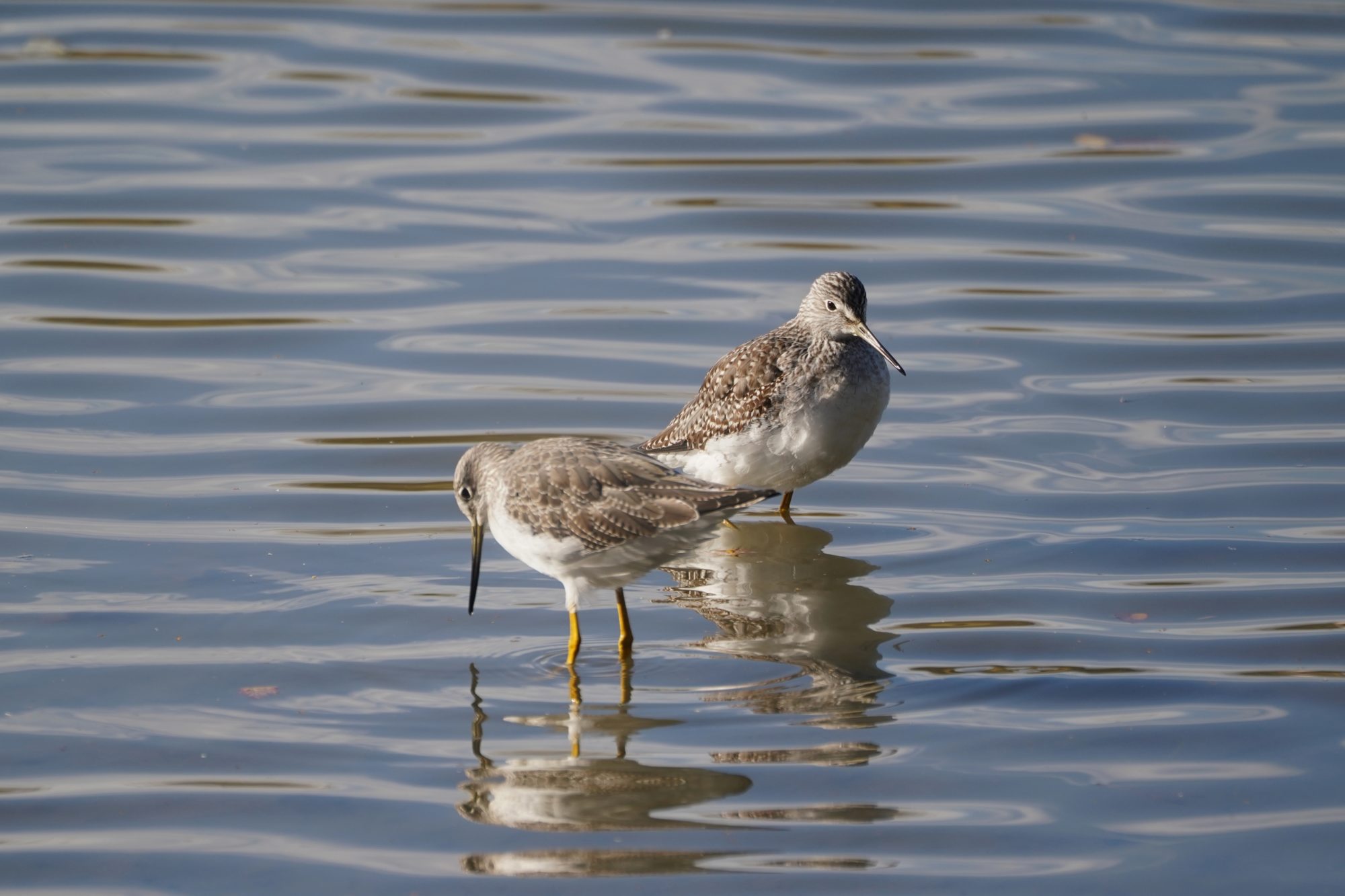 Greater Yellowlegs