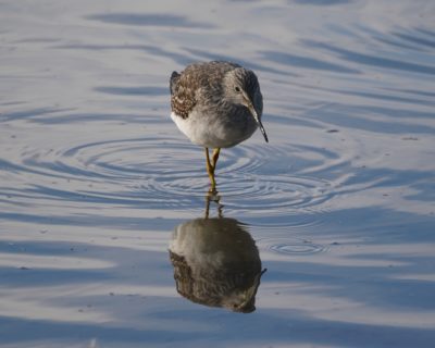 Greater Yellowlegs