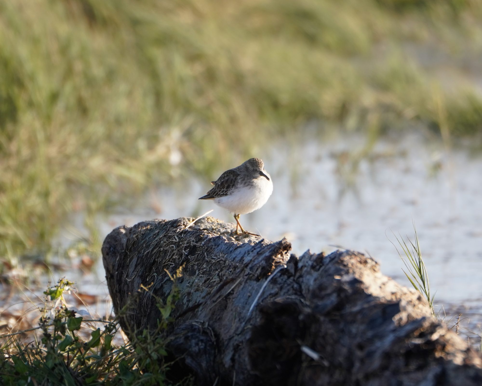 Least Sandpiper