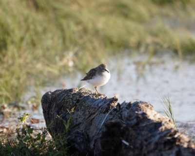 Least Sandpiper