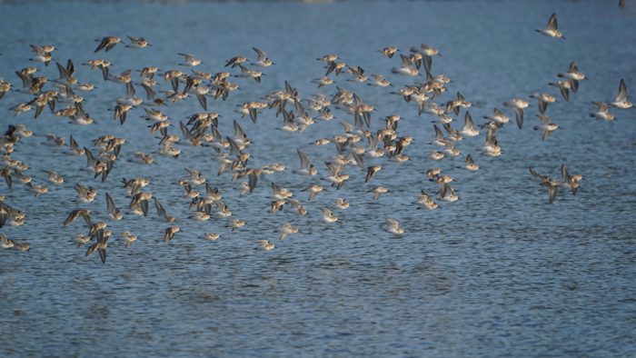 Dunlins in flight