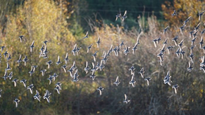 Dunlins in flight