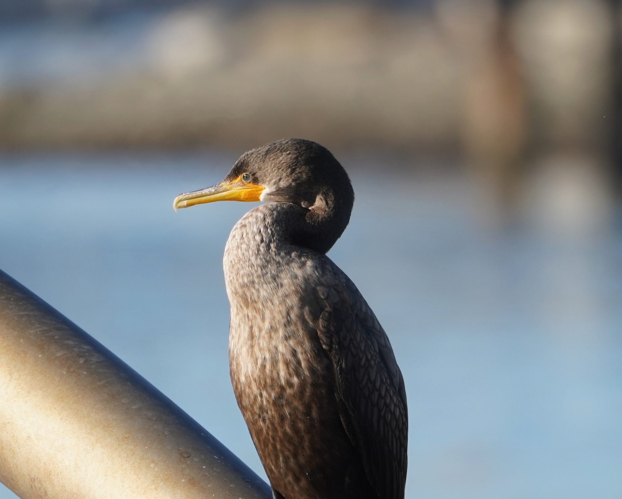 Double-crested Cormorant