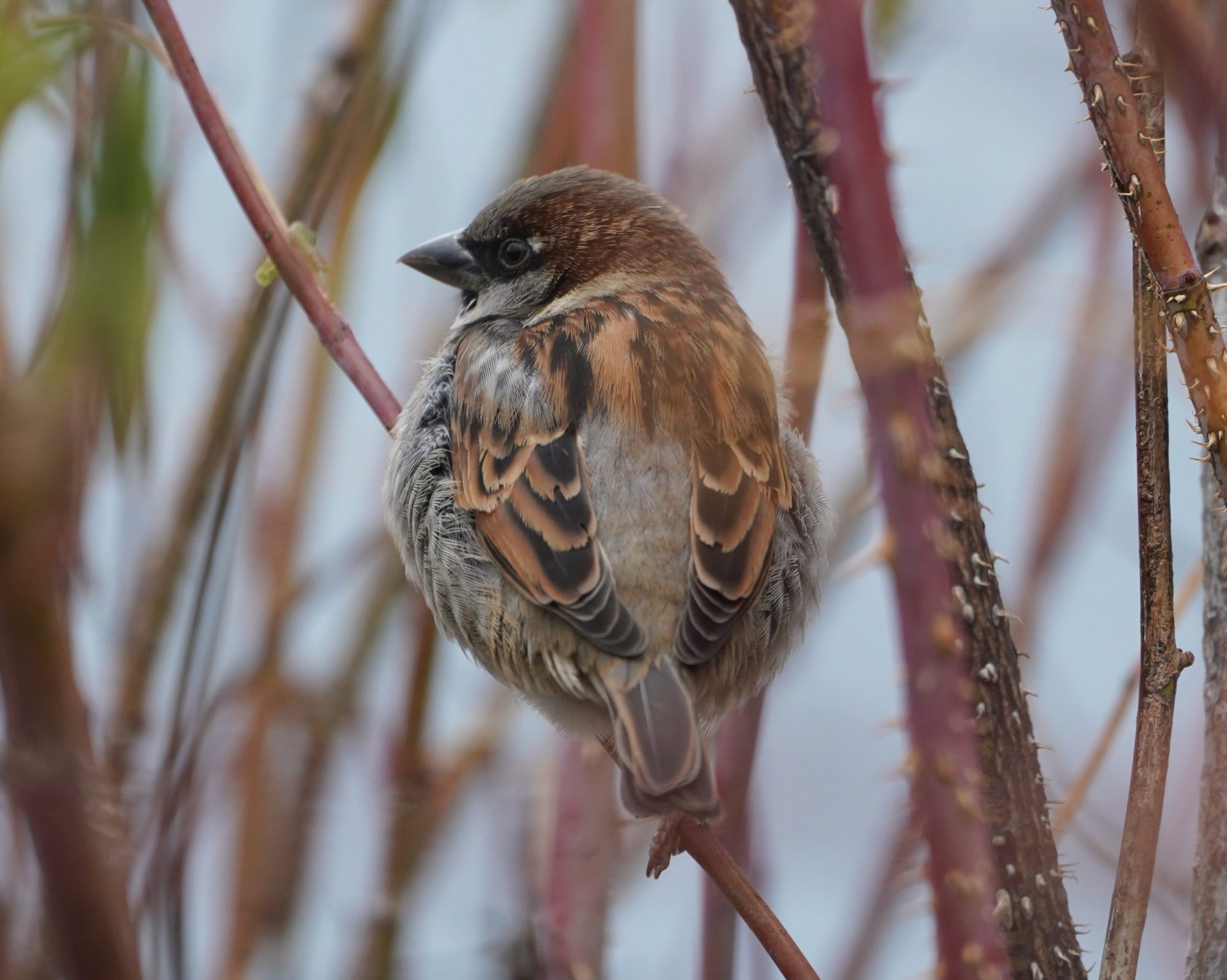 House Sparrow