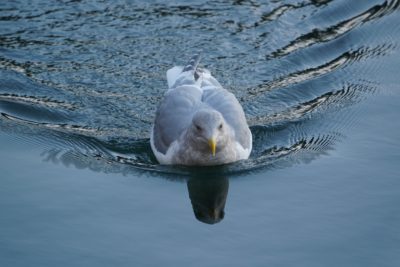 Seagull in the water