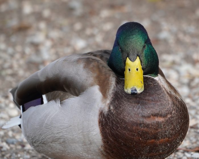 Mallard Duck