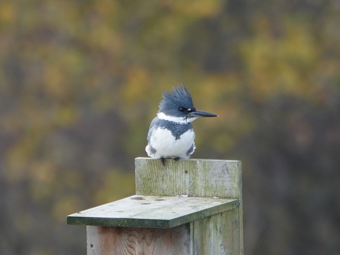 Belted Kingfisher