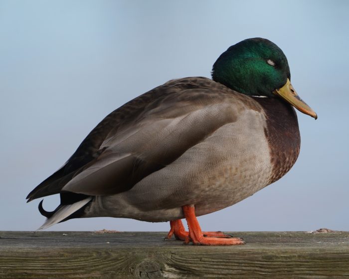 Mallard Duck