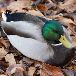 Mallard Duck on dead leaves