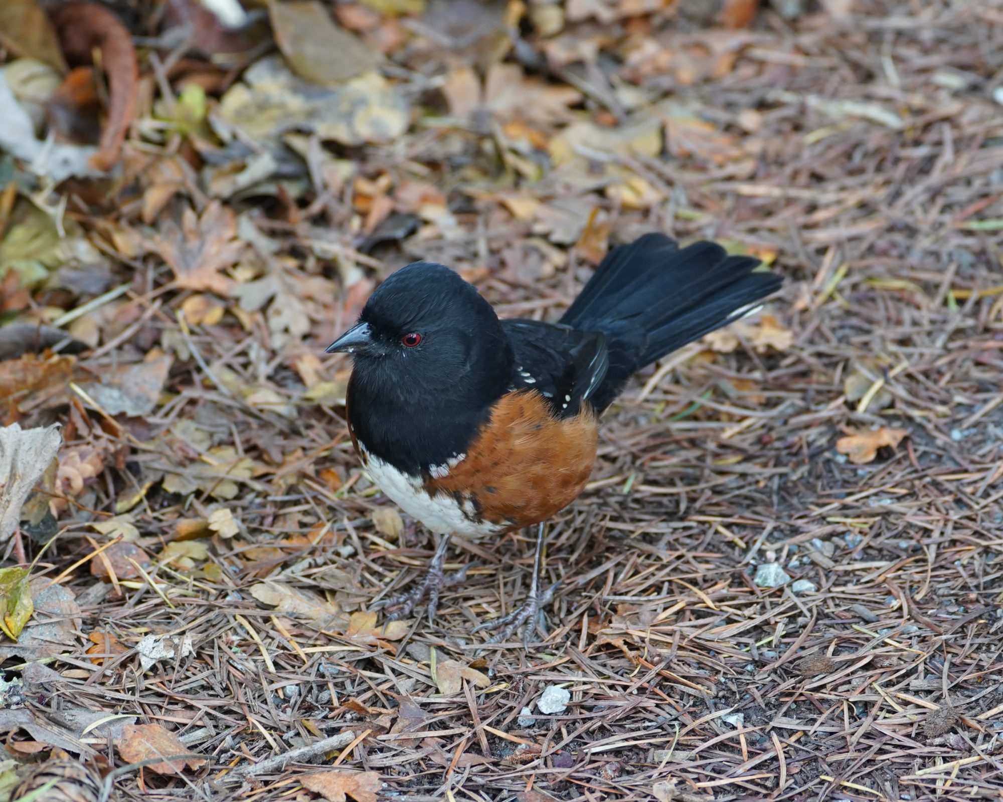 Spotted Towhee