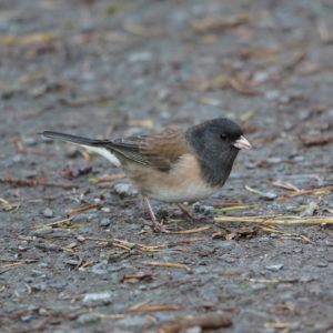 Dark-eyed Junco