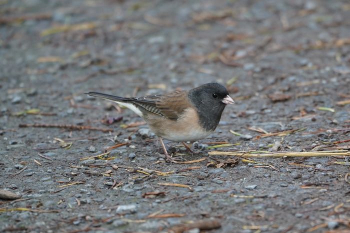 Dark-eyed Junco