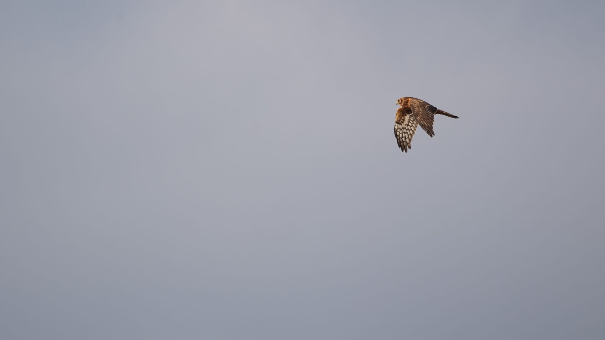 Northern Harrier