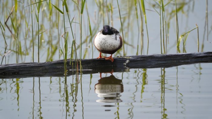 Northern Shoveler