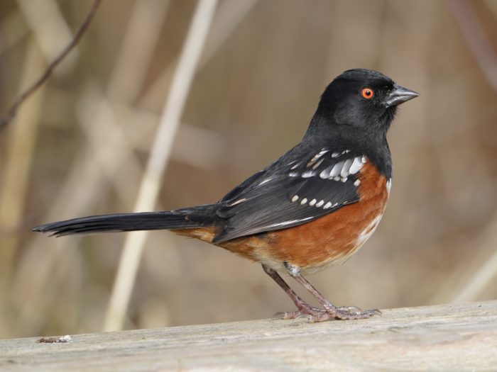 Spotted Towhee