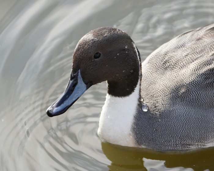 Northern Pintail