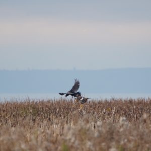 Raven and Northern Harrier