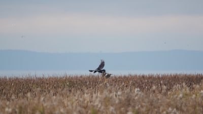 Raven and Northern Harrier
