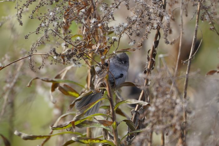 Bushtit