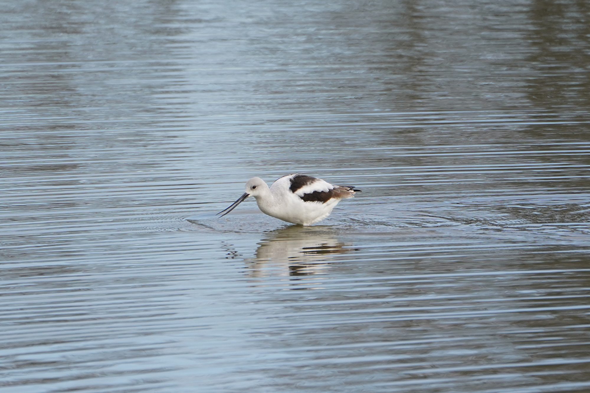 American Avocet