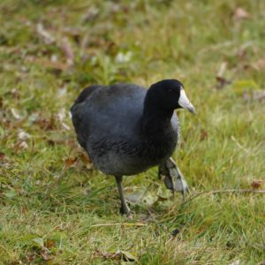 American Coot